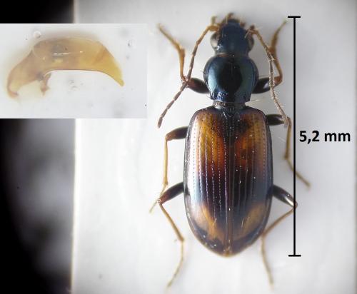 Bembidion scapulare